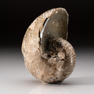 Polished Opalized Ammonite Fossil - Image 0