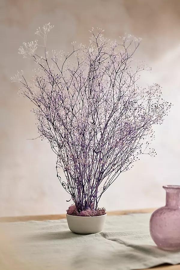 Preserved Gypsophila Bunch - Image 0