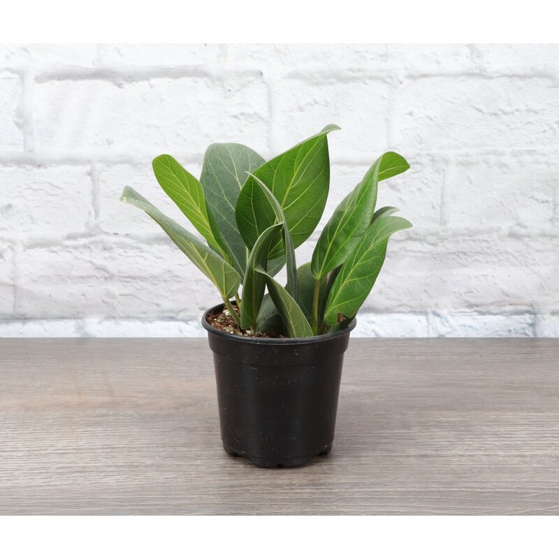 Live Ficus Benghalensis in Planter, Set of 3 - Image 4