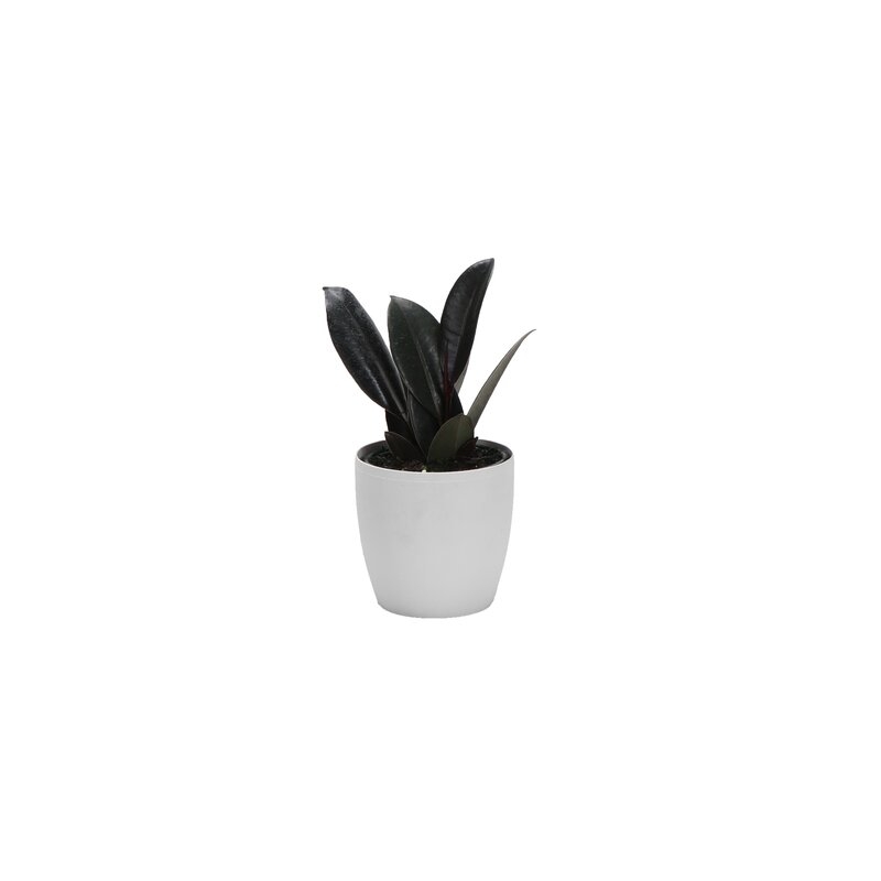 Thorsen's Greenhouse Live Burgundy Rubber Plant in Classic Pot - Image 0
