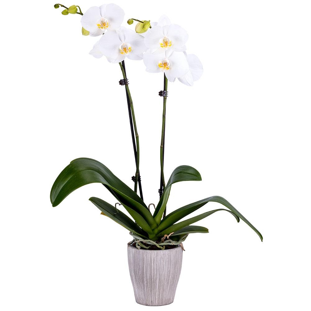 DecoBlooms 5 in. Orchid White in Container - Image 0