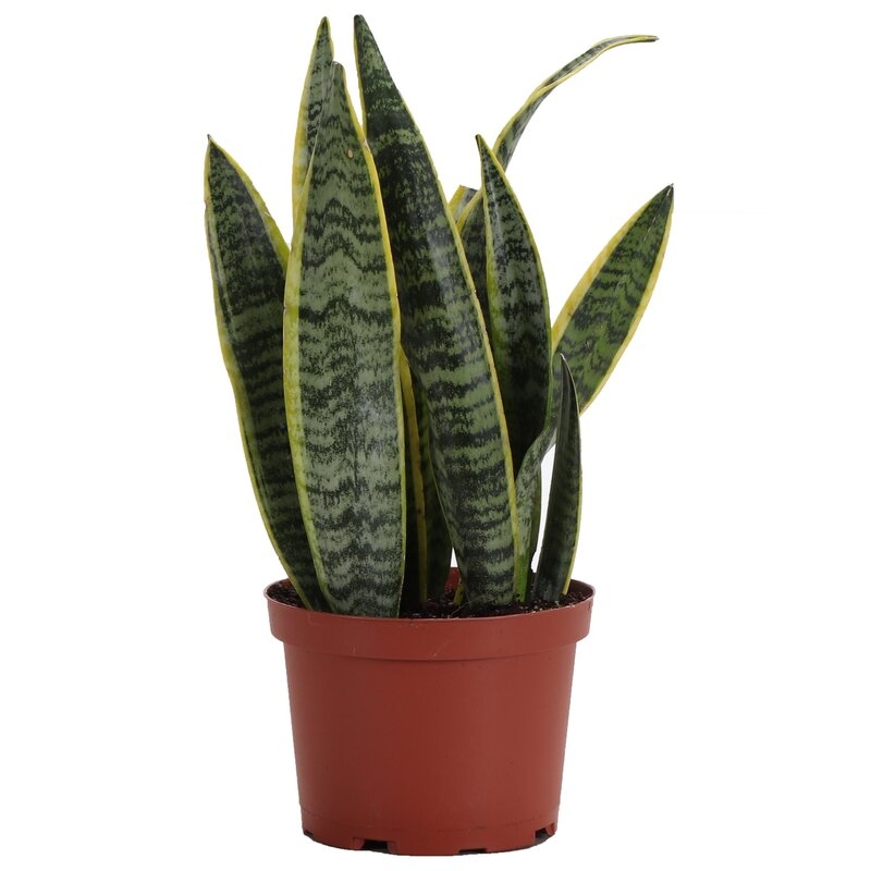 Thorsen's Greenhouse Live Snake Plant in Pot Size: 14" H x 6" W x 6" D - Image 0