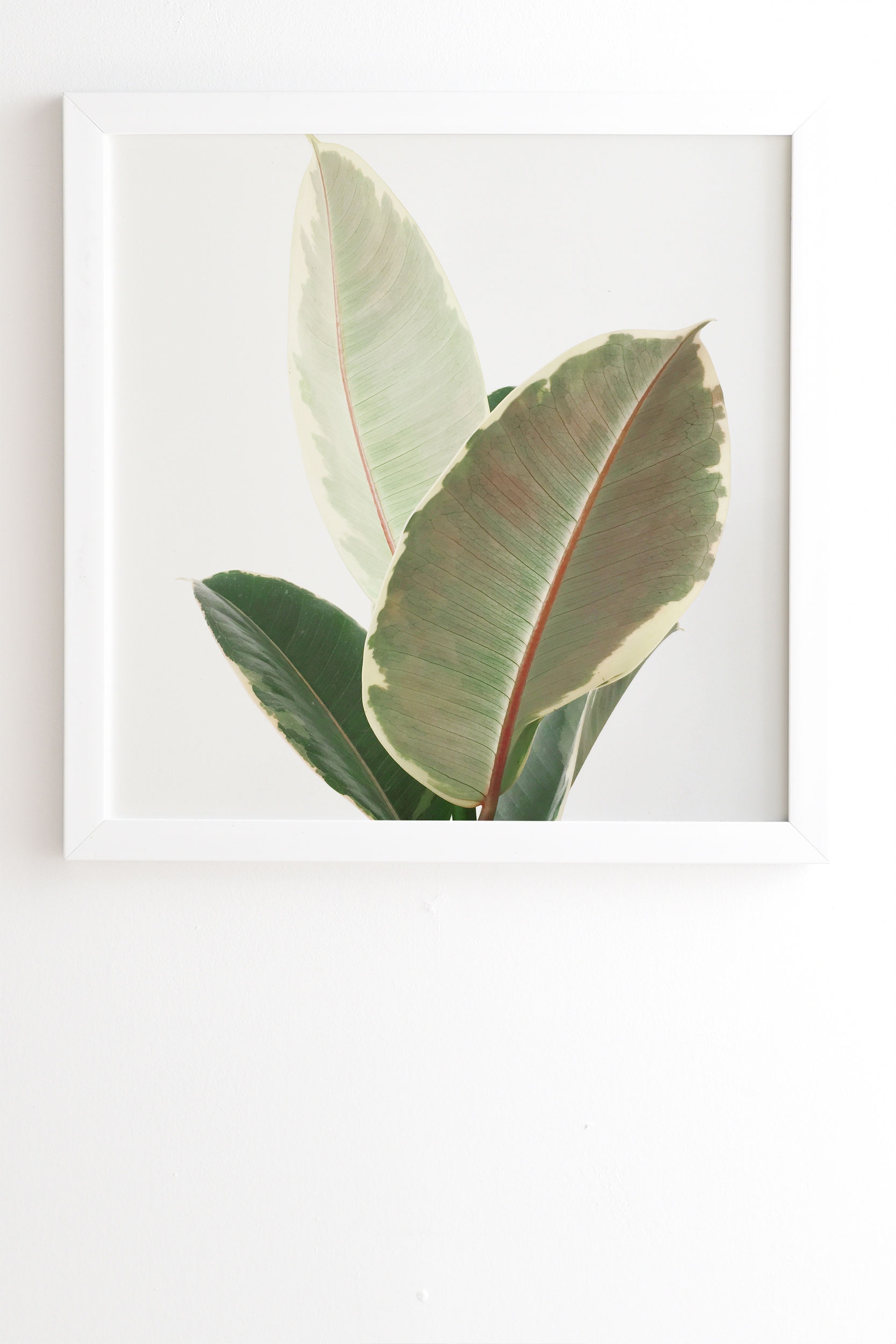 Ficus Tineke by Cassia Beck - Framed Wall Art Basic White 19" x 22.4" - Image 1