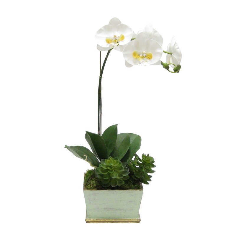 Phalaenopsis Orchid Floral Arrangement in Planter Base Color: Gray Green/Gold - Image 0