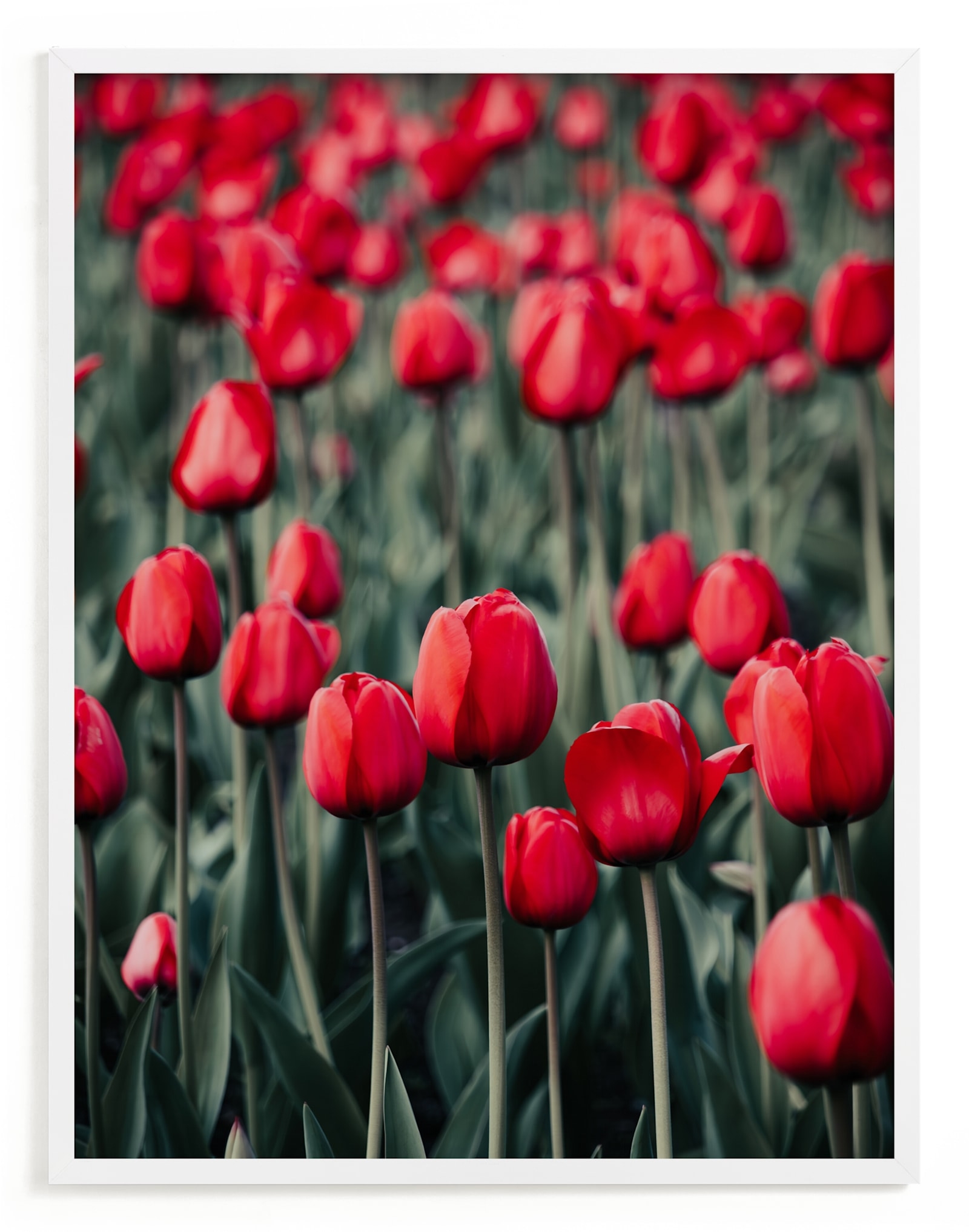 Red Tulips Limited Edition Fine Art Print 2 - Image 0