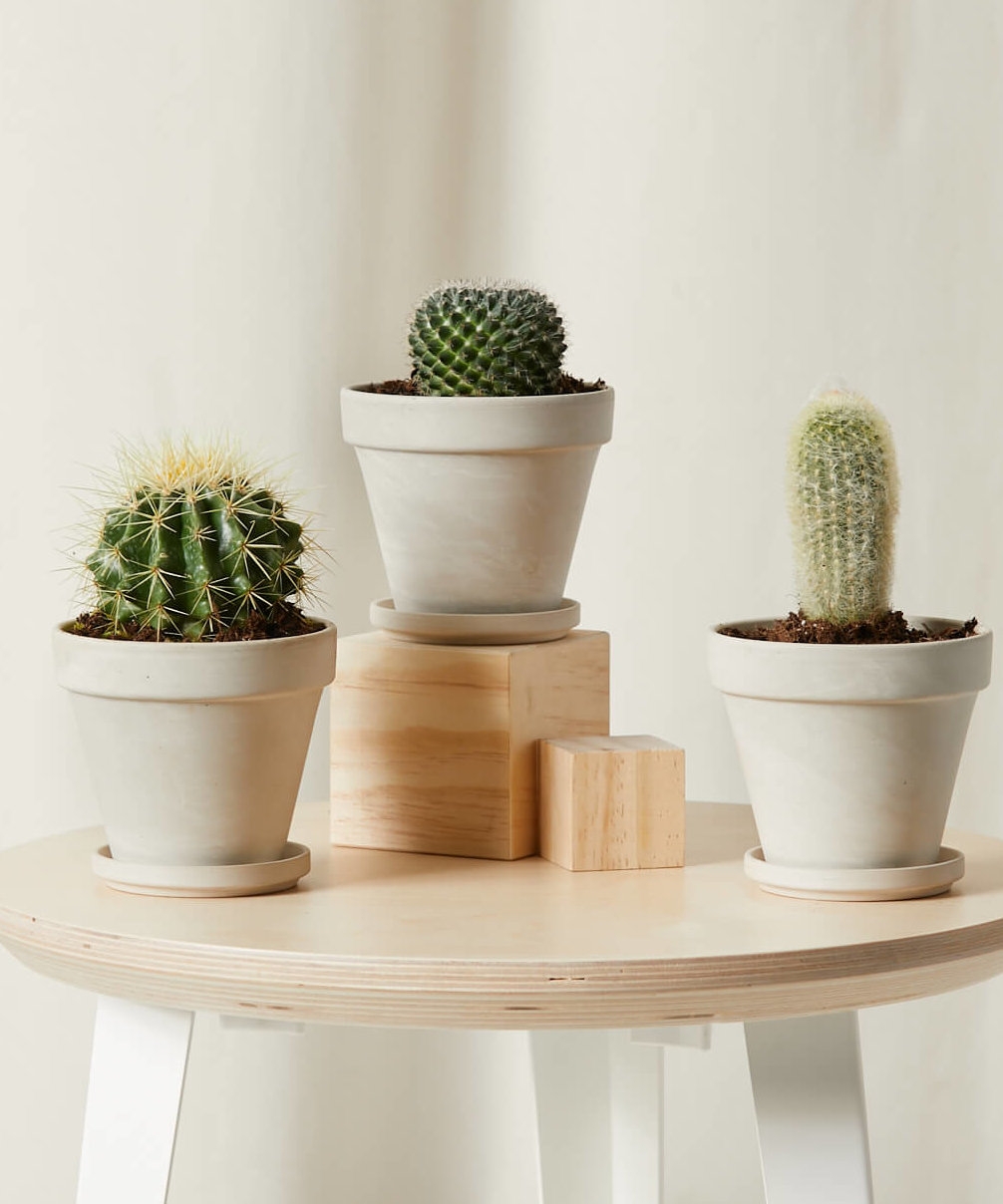 Cacti Collection -  Alabaster - Image 0