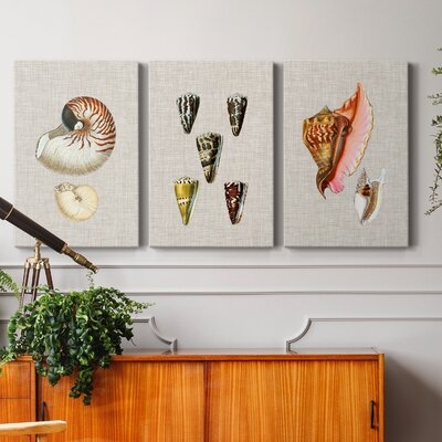 Antique Shells On Linen VII- Premium Gallery Wrapped Canvas - Ready To Hang - Image 0