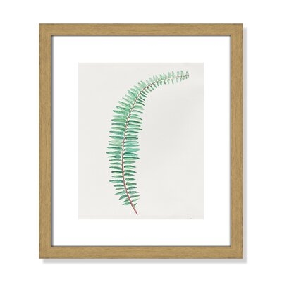 'Delicate Botanical II' - Picture Frame Print on Paper - Image 0