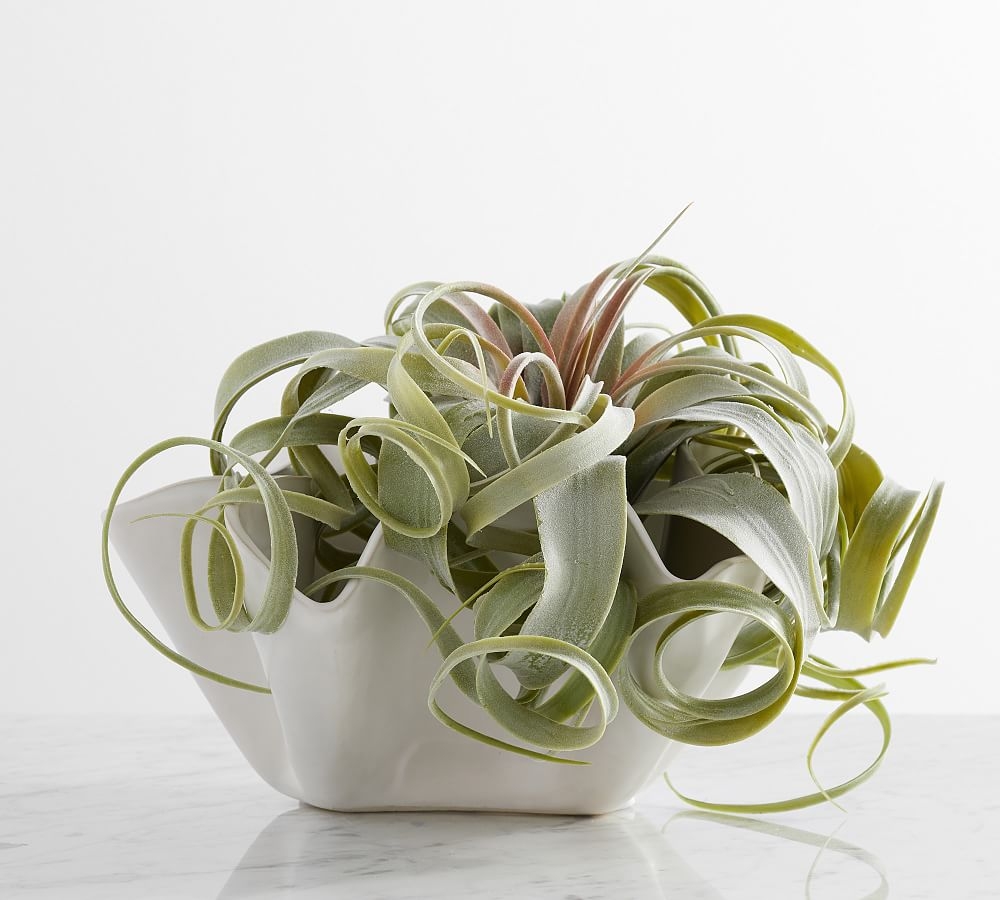 Faux Succulent Stems,Oversized Air Plant, Green - Image 0