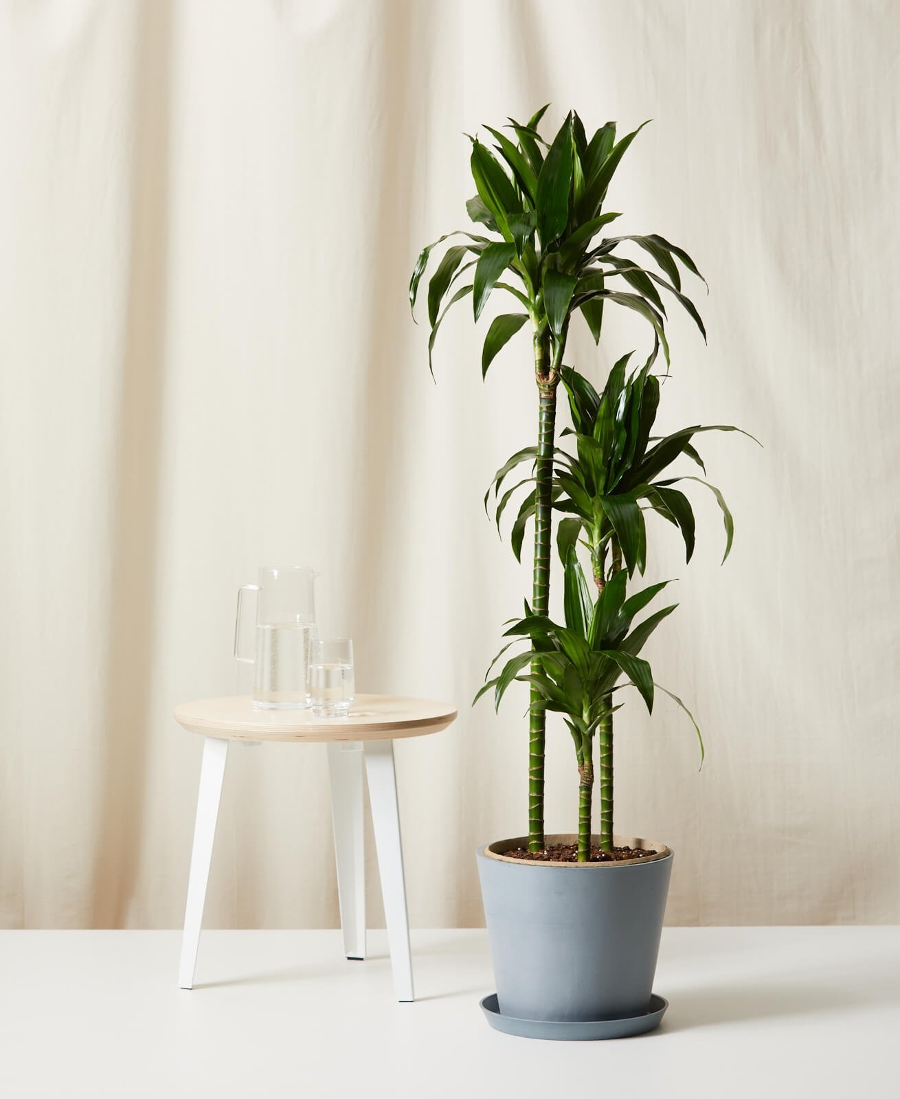 Dracaena Elegance -  Slate - Image 0