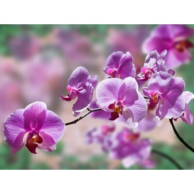 Orchid - Wrapped Canvas Photograph Print on Canvas - Image 0