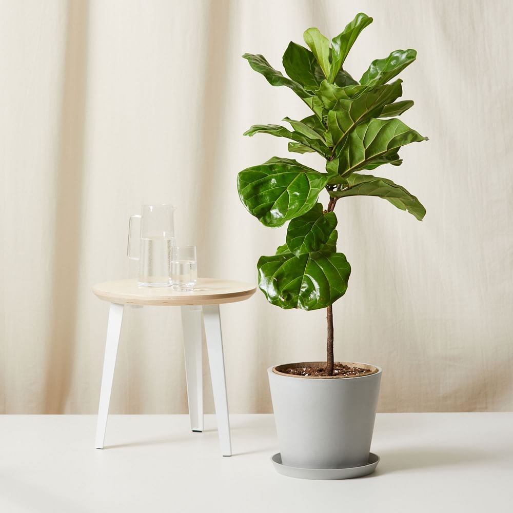 Live Plant, Fiddle Leaf Fig, Extra Large Floor, 12''diam, Light Gray Planter - Image 0