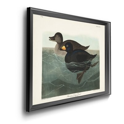 American Scoter Duck - Picture Frame Print on Canvas - Image 0