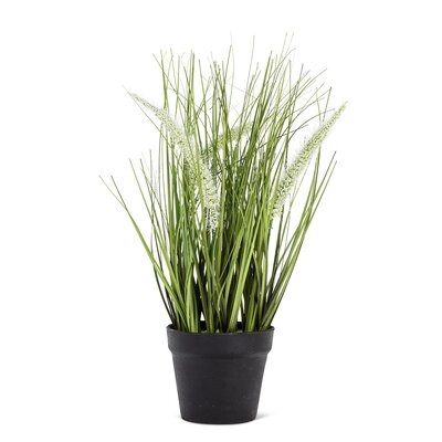 Feather Grass In Pot Plant - Image 0
