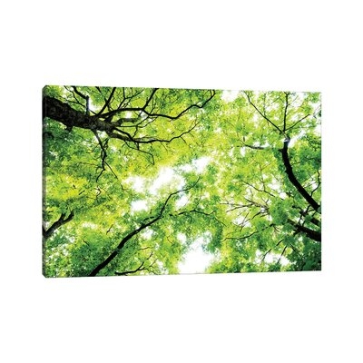 Landscape With Low Angle View Of Green Trees In Forest - Image 0