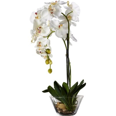 Phalaenopsis Orchid Floral Arrangement in Vase - Image 0