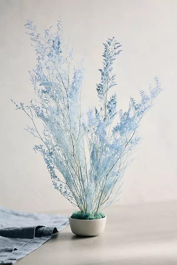 Preserved Limonium Bunch - Image 0