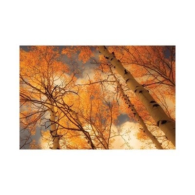 Towering Aspens by Don Schwartz - Gallery-Wrapped Canvas Giclée - Image 0