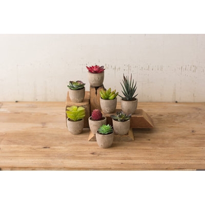 Miniature Succulents, Set Of 8 - Image 0