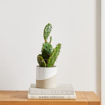 Faux Potted Flat Cactus Plant, 19" - Image 2