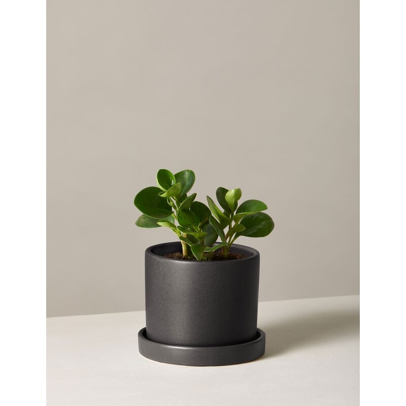 The Sill 11'' Live Peperomia Plant in Pot Base Color: Black - Image 0