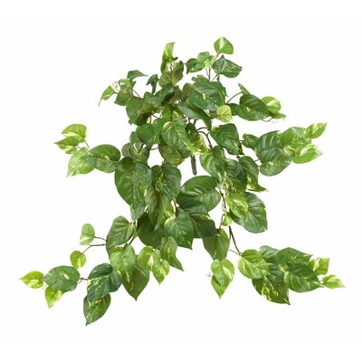 Pothos Ivy Hanging Plant - Image 0