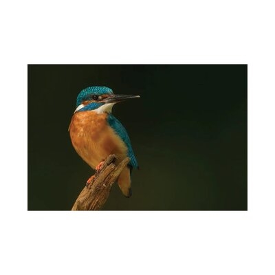 Kingfisher In Black by - Wrapped Canvas - Image 0