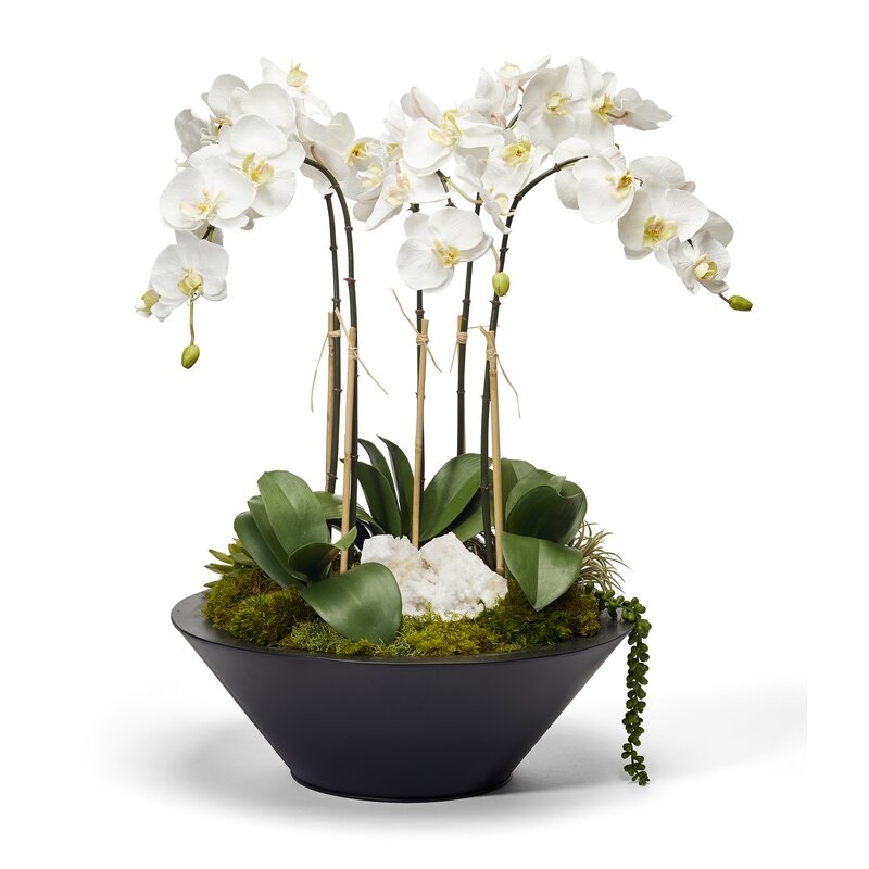Orchids Floral Arrangement in Planter Flowers Color: white - Image 0