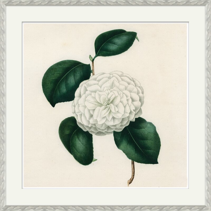 Soicher Marin Finn and Ivy Camellias 3 - Picture Frame Painting on Paper - Image 0
