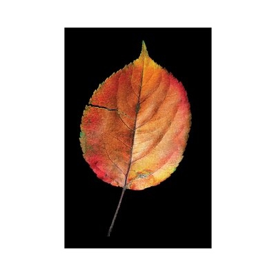 Colorful Withered Leaf Fienart NRV243 - Image 0