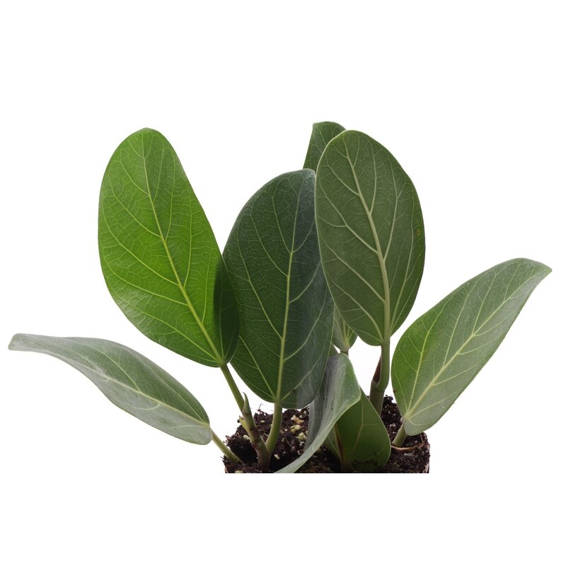 Live Ficus Benghalensis in Planter, Set of 3 - Image 2