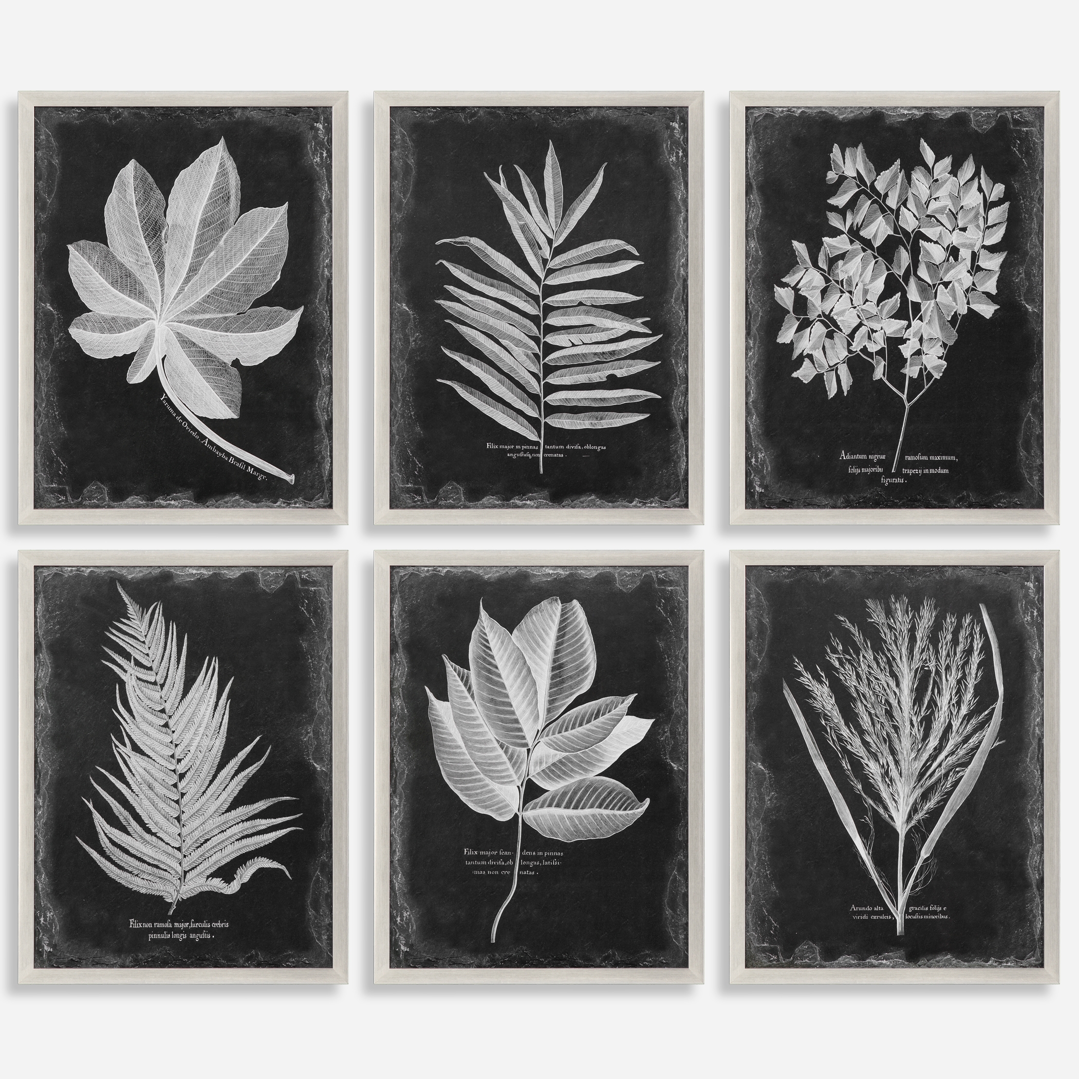 Foliage Framed Prints Set/6 - Image 0