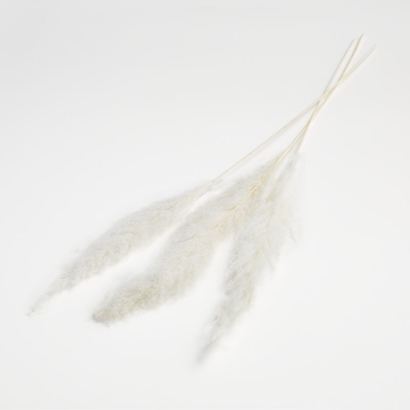 Bleached Grass Plume Dried Botanicals - Image 1