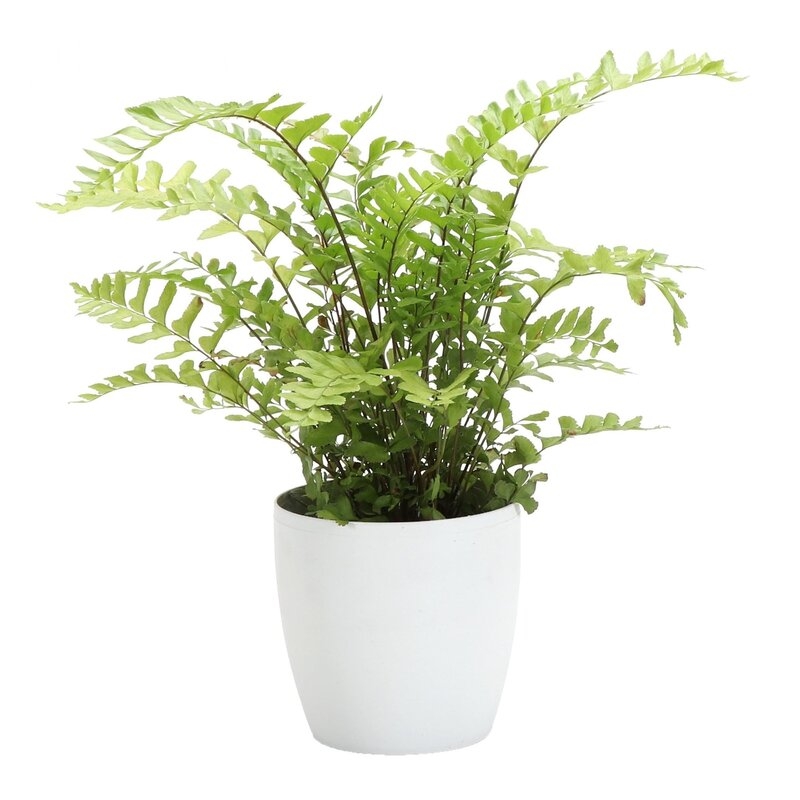 Thorsen's Greenhouse 5" Live Fern Plant in Pot Base Color: White - Image 0