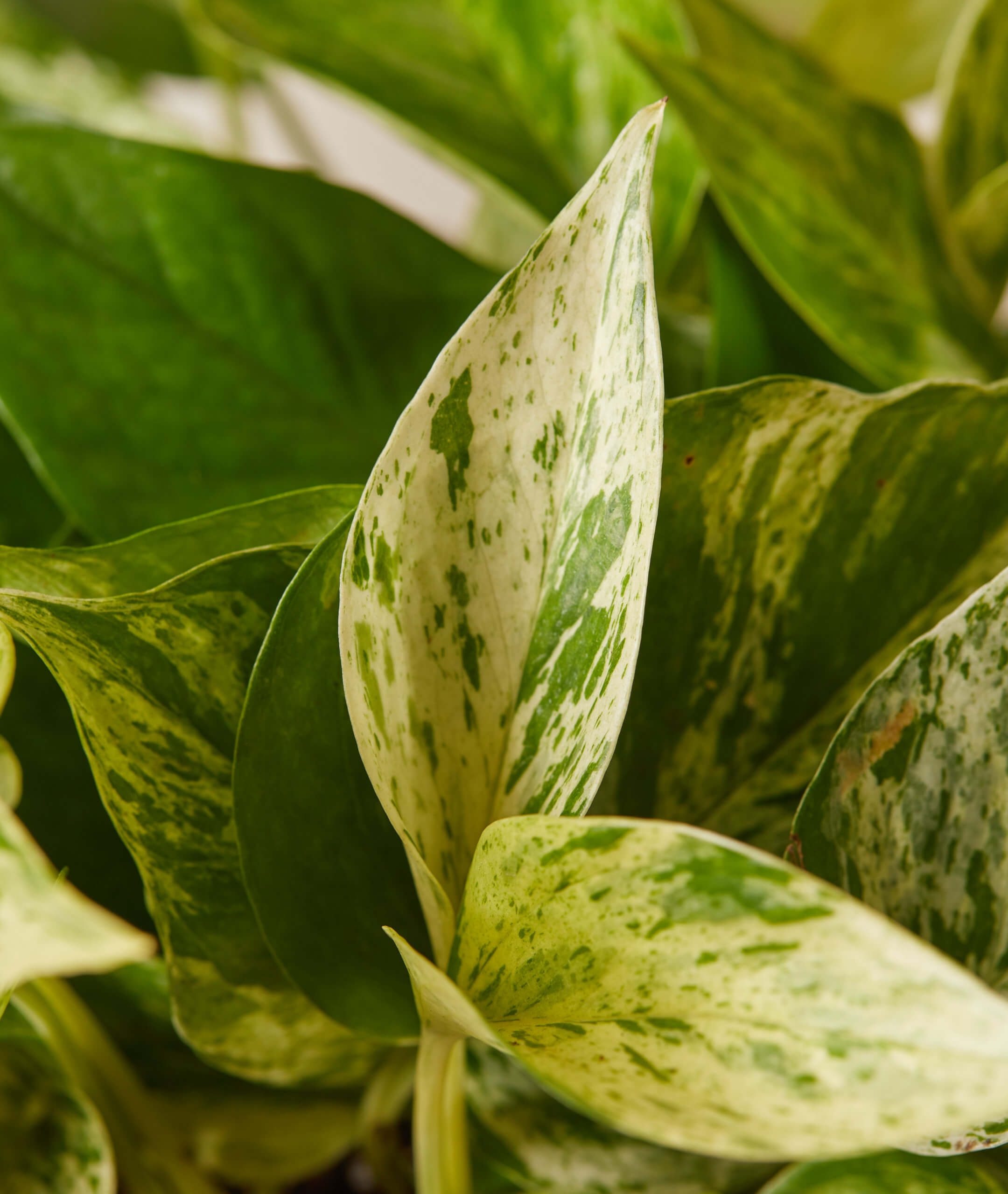 Marble Queen Pothos -  Charcoal - Image 1