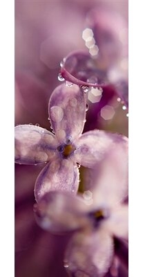 Spring Lilac Orem Ut by Sean McGrath Photographic Print on Canvas - Image 0