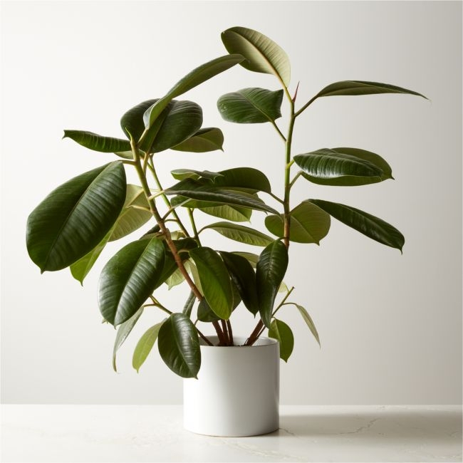 Live Ficus Elastica Rubber Plant 6" in White Ceramic Pot - Image 0