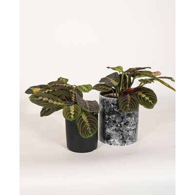 Live Plant Prayer Plant Maranta With Ceramic Planter Pots 5'' Black Marble/6'' White - Image 0