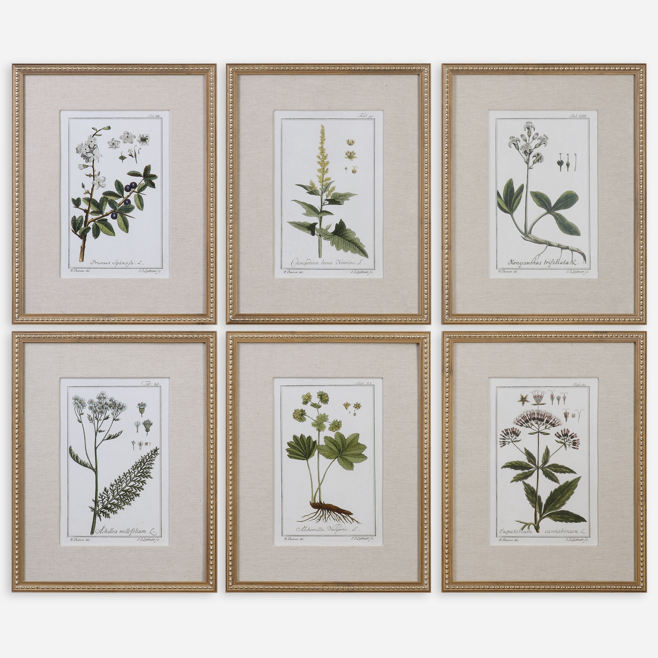 Green Floral Botanical Study Prints S/6 - Image 0