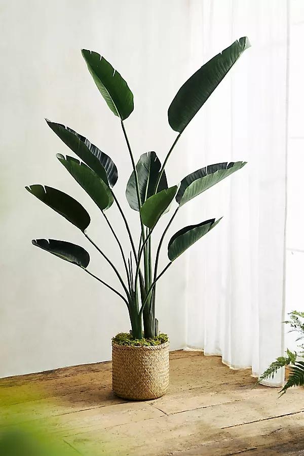 Faux Bird of Paradise, 5' - Image 0