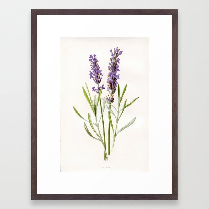 Lavender Framed Art Print by 83 Oranges Free Spirits - Conservation Walnut - Medium(Gallery) 18" x 24"-20x26 - Image 0