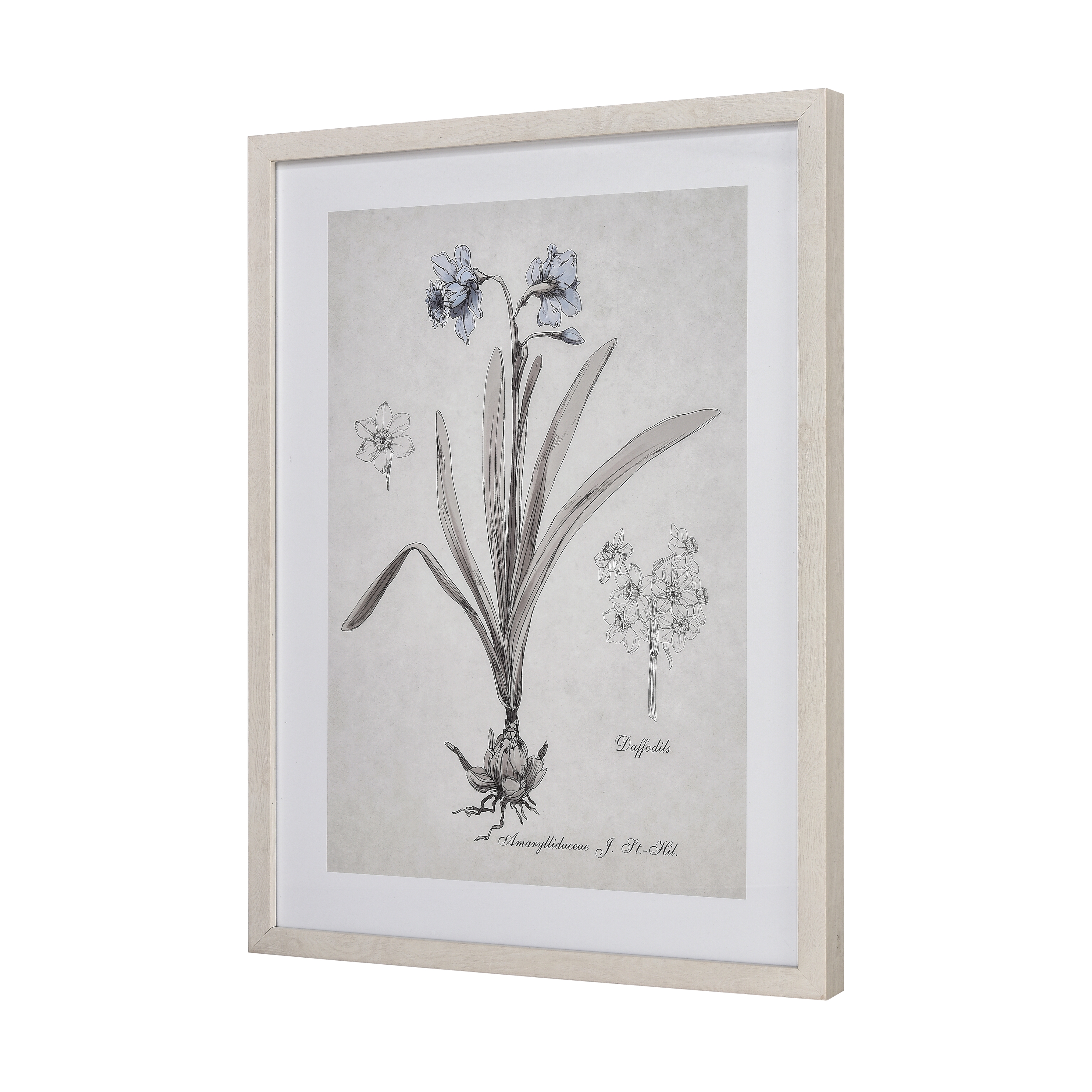 Daffodil Botanic Framed Wall Art - Image 1