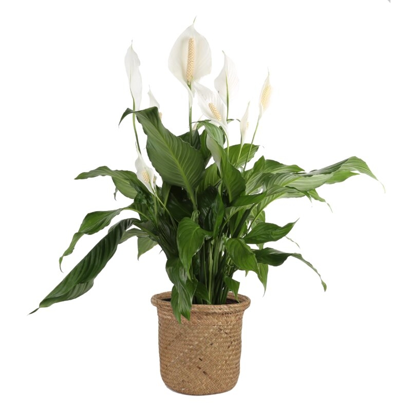 Costa Farms Peace Lily Plant in Basket - Image 0