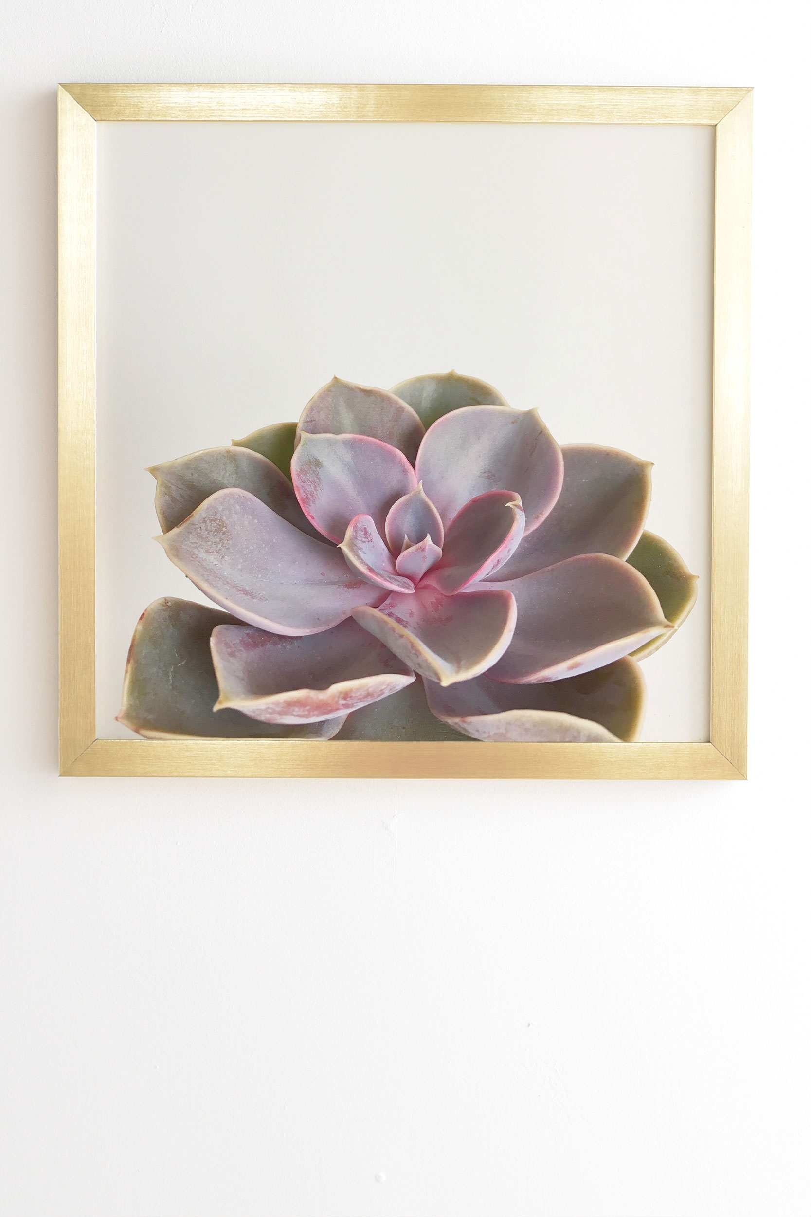 Purple Succulent by Cassia Beck - Framed Wall Art Basic Gold 11" x 13" - Image 1