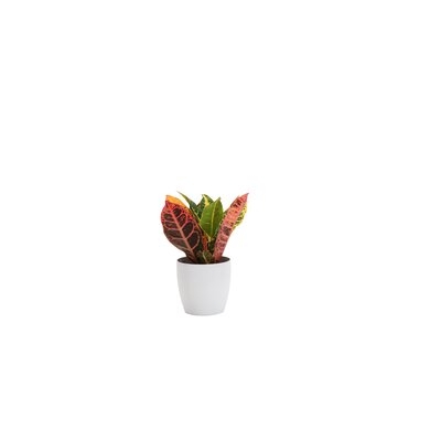 7" Live Petra Croton Plant in Pot - Image 0