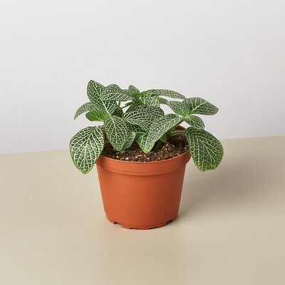 Fittonia 'White' (Nerve Plant) / 4" Pot/Live Plant/Free Care Guide - Image 0