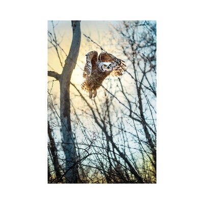 Owl Flying Through The Forest In The Light Of The Sun-NRV195 - Image 0