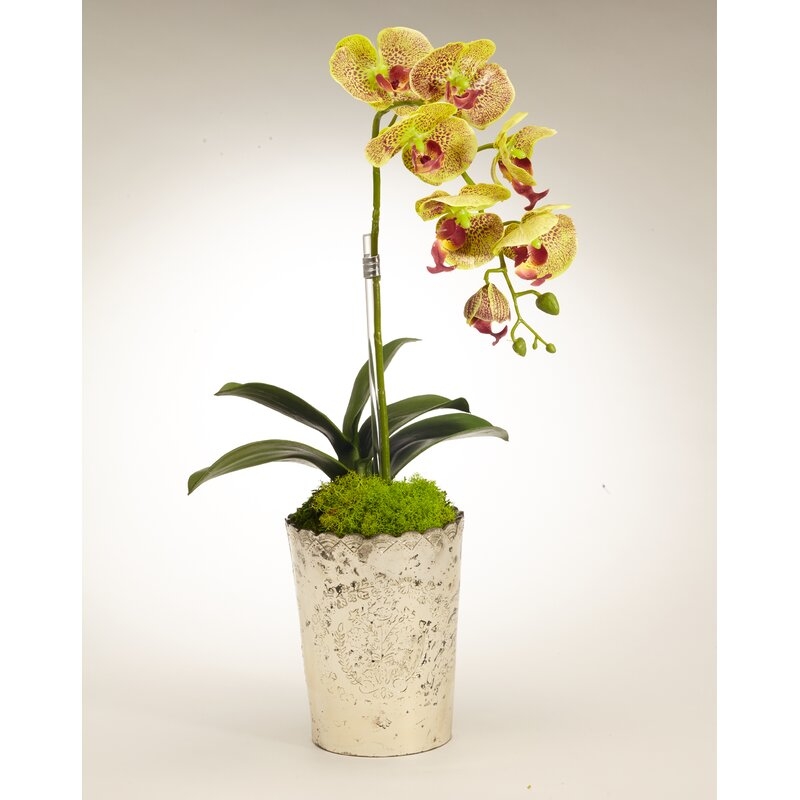 Orchid Floral Arrangement in Vintage Mercury Glass Flower Color: Green - Image 0
