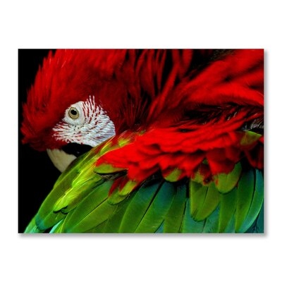 Parrot Pose - Unframed Photograph Print - Image 0