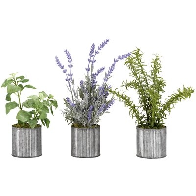 Basil, Lavender and Springeri in Tin Floor Foliage Plant in Planter Set - Image 0